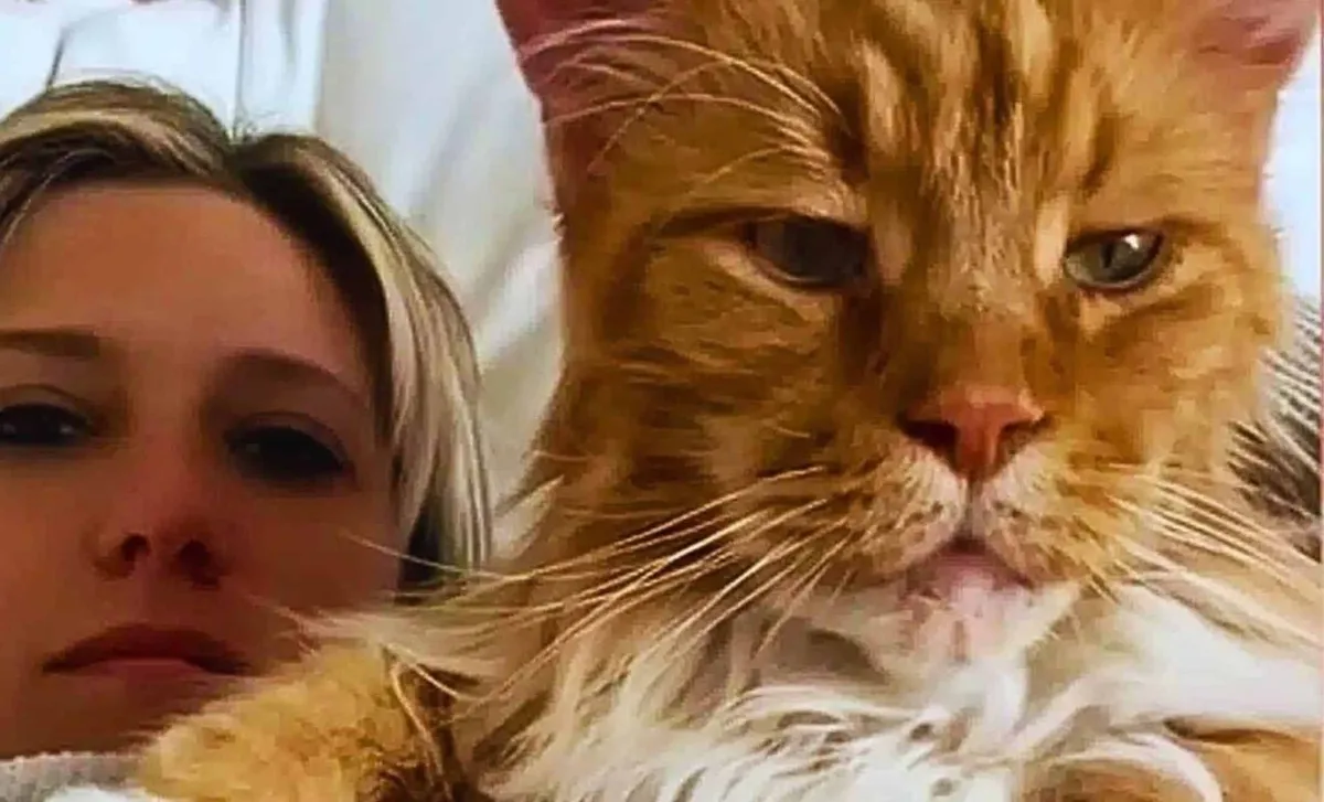 Der riesige Charmeur aus San Carlos: Finn, die Maine Coon Katze