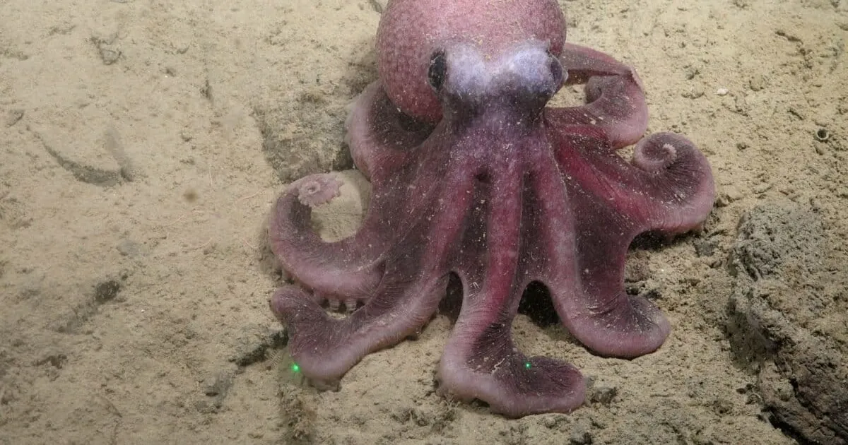 Neue Tiefsee-Oktopusart im südöstlichen Pazifik entdeckt